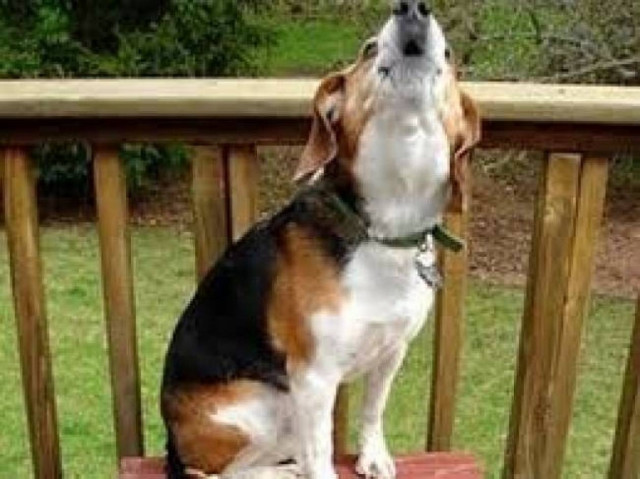 Πώς φέρονται τα ζώα πριν γίνει σεισμός;