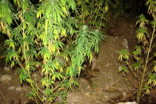 Κοζάνη: Βρέθηκαν σε δάσος 9 δενδρύλλια κάνναβης