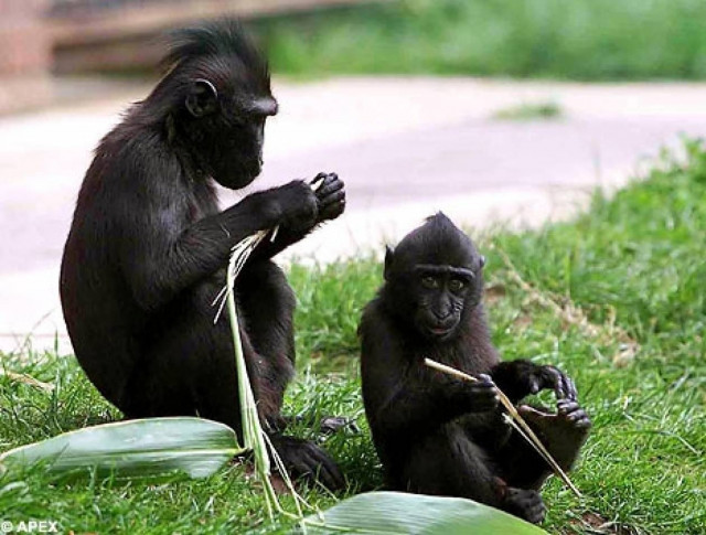 Απαγορεύτηκαν τα ρούχα που θυμίζουν δέρμα ζώων σε ζωολογικό κήπο