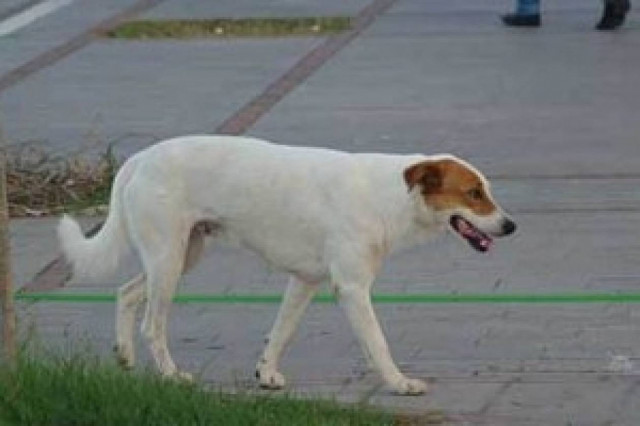 Φρίκη: Έδεσε τον σκύλο του πίσω από το αυτοκίνητο και τον έσερνε