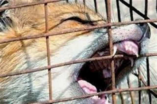 ΚΕΕΛΠΝΟ: 28 κρούσματα λύσσας σε ζώα από τον Οκτώβριο του 2012