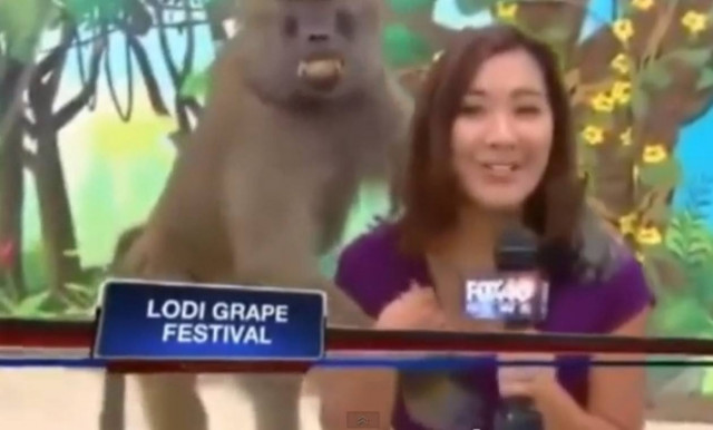 Βίντεο: Μπαμπουίνος πιάνει το στήθος δημοσιογράφου!