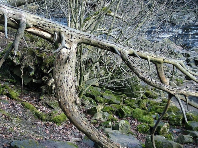 Τα δέντρα με τα εκατοντάδες νομίσματα (pics)