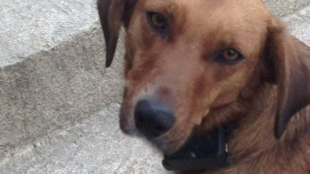 «Επιδημία» σφαγής σκύλων στην Κρήτη