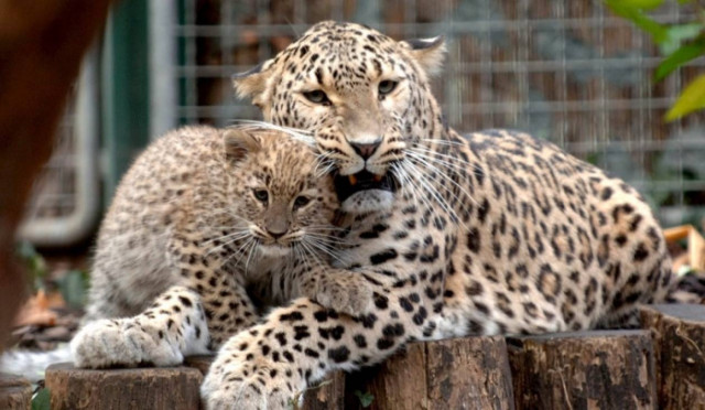 Οι λεοπαρδάλεις της Μέσης Ασίας ζουν στον Καύκασο