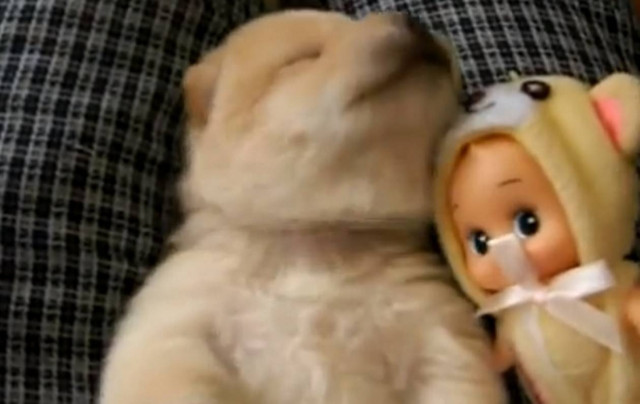 Όταν ένα κουτάβι ονειρεύεται (vid)