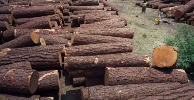 Παράνομη υλοτομία στην Ήπειρο και τη Δυτική Μακεδονία