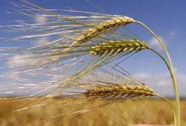 Αθηναϊκή Ζυθοποιία: Επεκτείνεται η καλλιέργεια κριθαριού στη Θράκη