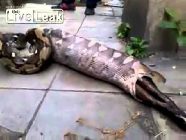 Βίντεο-ΣΟΚ: Πύθωνας βγάζει από μέσα του ολόκληρο... σκύλο!