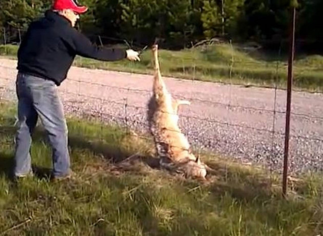 Η απελευθέρωση ενός καταδικασμένου λύκου (vid)