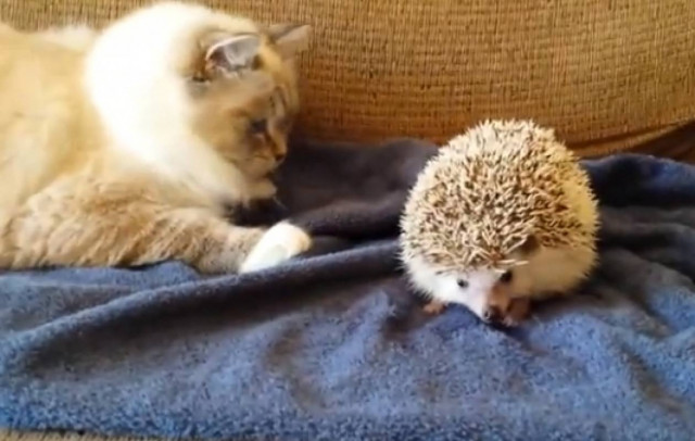 Γάτα vs σκατζόχοιρος: 0-1 (vid)
