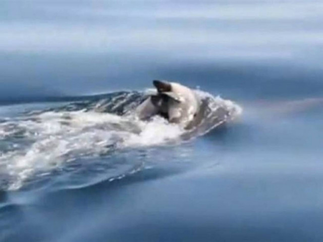 Συγκλονιστικό βίντεο: Δελφίνι κουβαλάει το νεκρό μωρό του