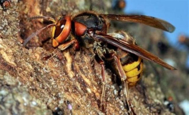 Σφήκες - δολοφόνοι σπέρνουν τον πανικό στην Κίνα