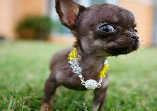 Aυτός είναι ο μικρότερος σκύλος στον κόσμο (pics)