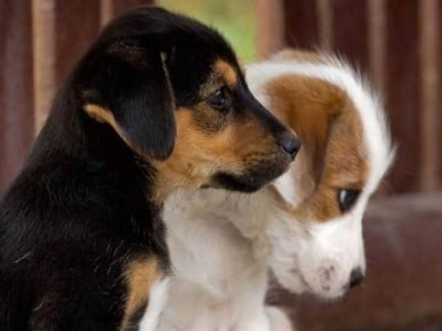 Κάλεσμα ενημέρωσης από φιλοζωικές με αφορμή την Παγκόσμια Ημέρα Ζώων