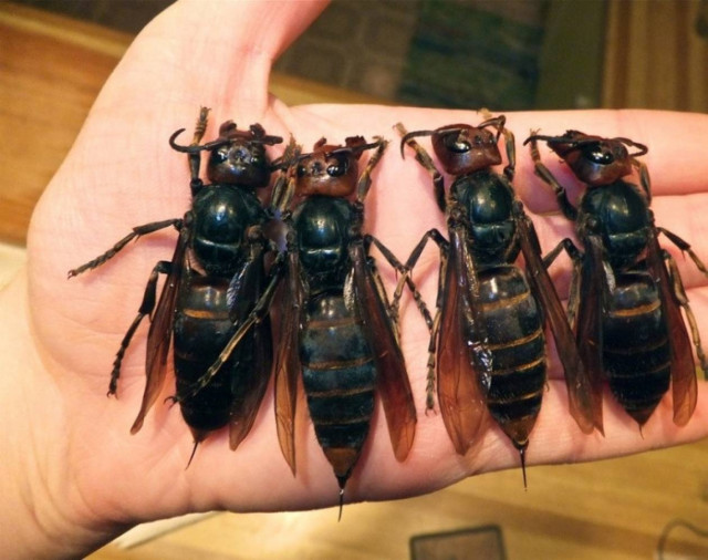 Γιγάντιοι κηφήνες σκοτώνουν ανθρώπους στην Κίνα (pics)