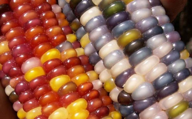 Κι όμως υπάρχουν πολύχρωμα καλαμπόκια (pics)