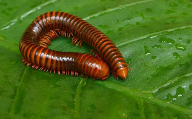 Φάρμακο για τον πόνο από το δηλητήριο σαρανταποδαρούσας