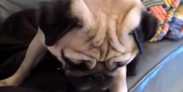 Βίντεο: Απίστευτες εκφράσεις... ένοχων σκύλων