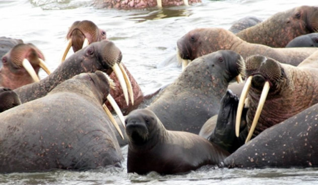 Η πανίδα του πλανήτη μας κινδυνεύει να εξαφανιστεί