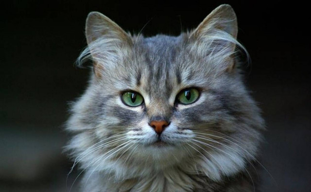 Κλειδί για το εμβόλιο κατά του AIDS η γάτα