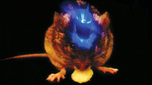 Επιστήμονες απενεργοποιούν το αίσθημα της πείνας με χρήση laser