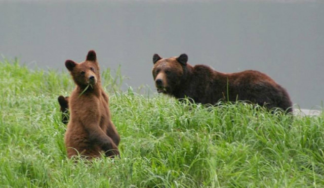 Απίστευτο! Αρκούδα άρπαξε κατσαρόλα με σούπα από σπίτι