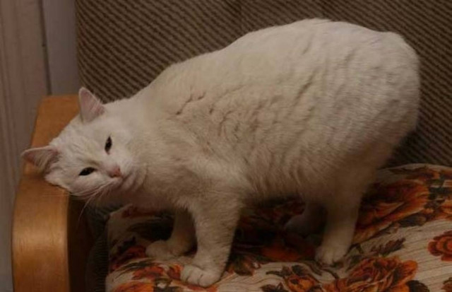 10 πράγματα που δεν ξέρατε για τα ζώα