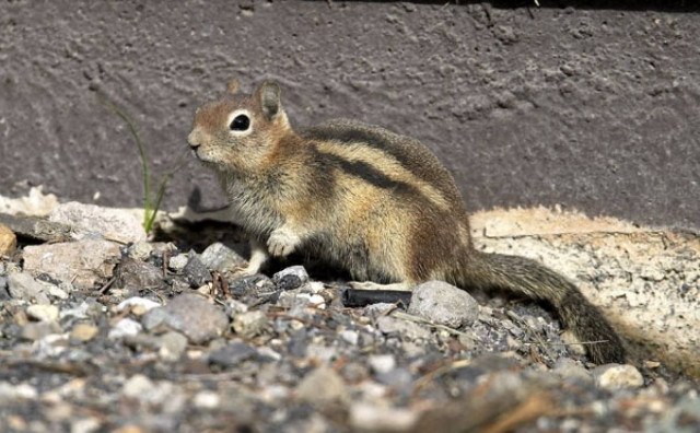 10 ζώα που τρώνε τον εαυτό τους!