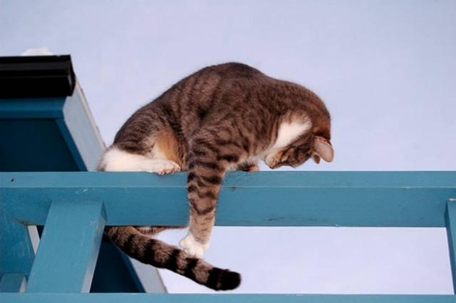 Βίντεο: Γάτες που προσπαθούν να πιάσουν την ουρά τους