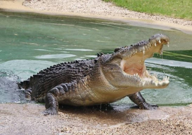 Ο άνθρωπος που έχει για κατοικίδιο έναν... κροκόδειλο!