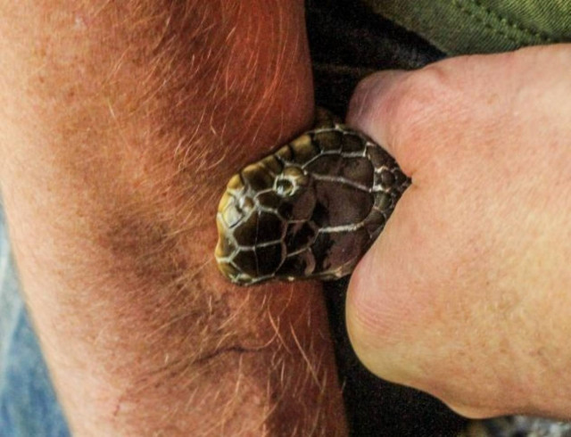 Απίστευτες εικόνες: Ο άνθρωπος που έχει ανοσία στα δηλητήρια φιδιών