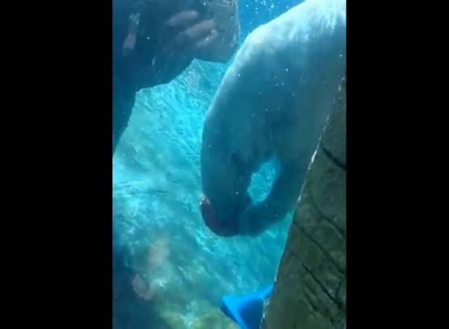 Αρκούδα παίζει μπάσκετ (vid)