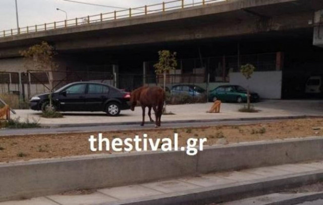 Άλογο... έκοβε βόλτες στους δρόμους της Θεσσαλονίκης