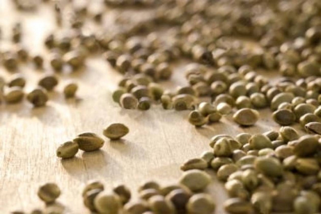 Ιεράπετρα: Ήταν έτοιμος να σπείρει 10.960 σπόρους κάνναβης!