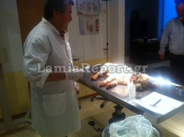 Απίστευτο: Πυροβόλησε με την καραμπίνα το σκυλί του γείτονα