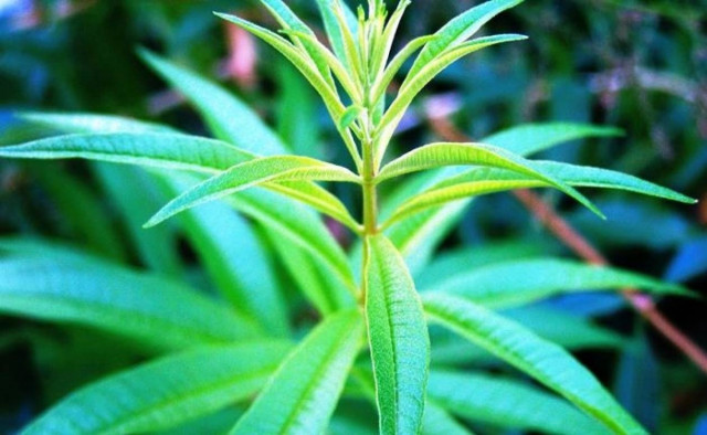 Κυτταρίτιδα: Το νόστιμο βότανο που την εξαφανίζει