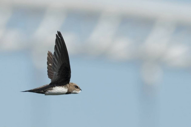 Απίστευτο: Πουλί περνάει έξι μήνες στον αέρα!
