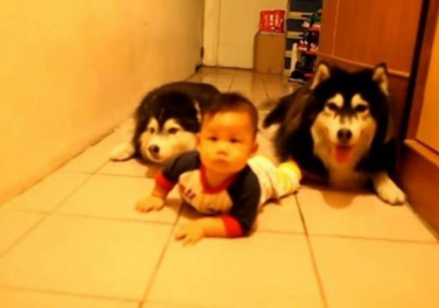 Δύο χάσκι κάνουν παρέα σε μωρό καθώς μπουσουλάει! (βίντεο)