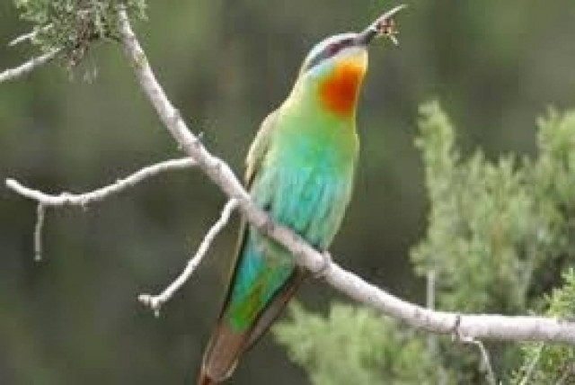 Έκθεση στο Λεβέντειο Μουσείο για τα πουλιά της Κύπρου