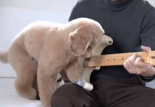 Σκύλος κιθαρίστας