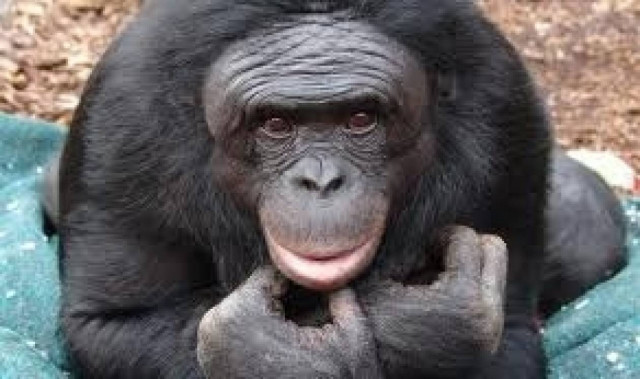 Το Ιράν θα εκτοξεύσει στο διάστημα δεύτερο πίθηκο