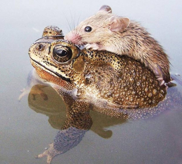 Βάτραχος σώζει ποντικάκι από πνιγμό!