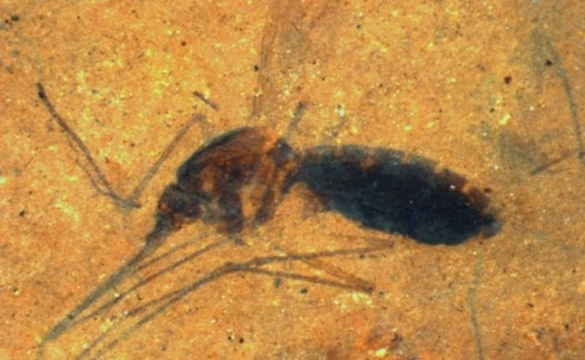 Βρήκαν αίμα σε απολιθωμένο κουνούπι 46 εκατ. ετών