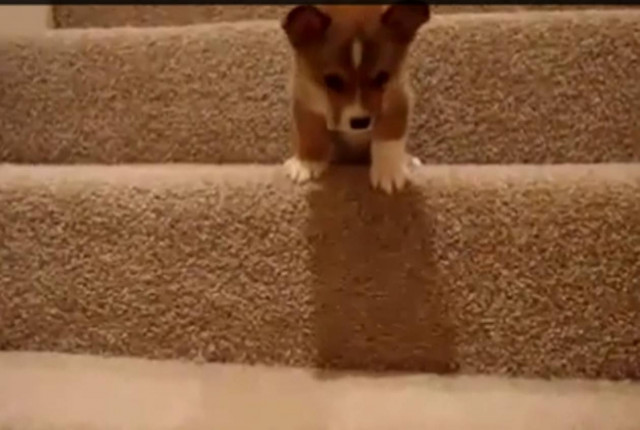 Kουταβάκια δίνουν μάχη με μπαλάκια (vid)