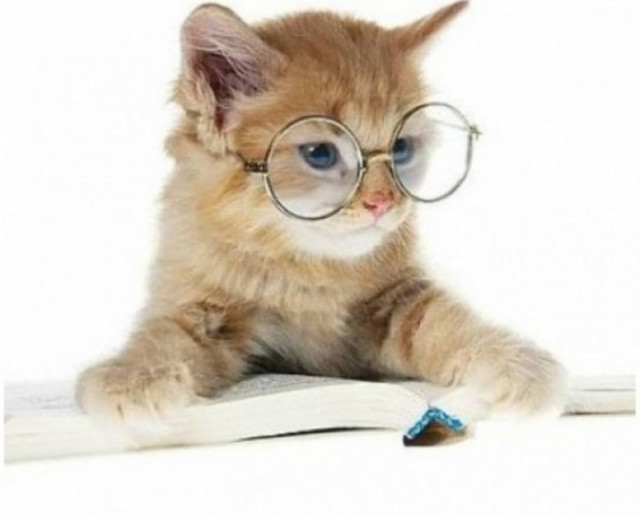 Συναρπαστικές φωτογραφίες δείχνουν πως βλέπουν τον κόσμο οι γάτες