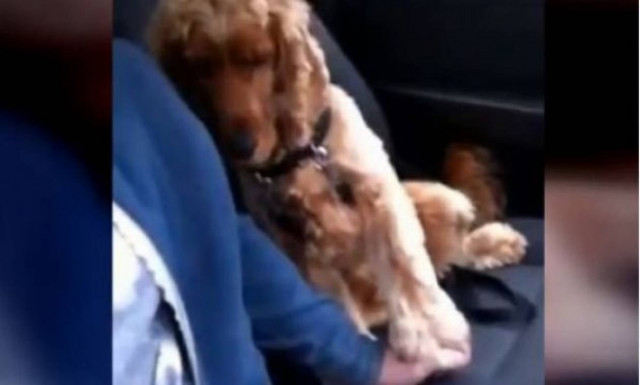 Το σκυλάκι που θέλει όταν βρίσκεται στο αμάξι να του κρατούν το πόδι!