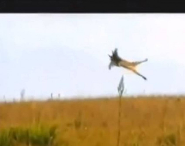 Caracal - Ένας θανάσιμος κυνηγός πτηνών!