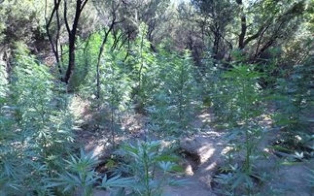 Δύο συλλήψεις για χασισοκαλλιέργεια στο Λουτράκι