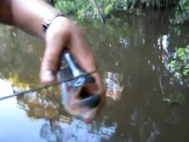 Απίθανο βίντεο: Τεστ δαγκώματος σε πιράνχας!